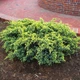 Саджанці Ялівцю лускатого Дрім Джой (Juniperus squamata Dream Joy) Р9 - зображення 1