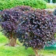 Саженцы Пузыреплодника калинолистного Диабло (Physocarpus opulifolius Diablo Dor) Р9 - изображение 1