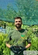 Саженцы Можжевельника среднего Олд Голд (Juniperus x pfitzeriana Old Gold) Р9 - изображение 6