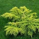 Саджанці Ялівцю середнього Голд Кост (Juniperus x media Gold Coast) Р9 - зображення 2