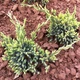 Саженцы Можжевельника чешуйчатого Голд Тип (Juniperus squamata Gold Tip) Р9 - изображение 2