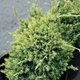 Саженцы Можжевельника чешуйчатого Голд Тип (Juniperus squamata Gold Tip) Р9 - изображение 3