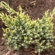 Саженцы Можжевельника чешуйчатого Холгер&nbsp;(Juniperus squamata Holger) Р9 - изображение 1