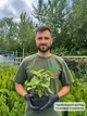 Саженцы Лимонника Китайского (Schisandra chinensis) Р9 - изображение 3