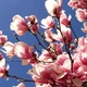 Саженцы Магнолии Пинки (Magnolia Pinkie) Р9 - изображение 3