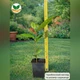 Саженцы Магнолии Суланжа (Magnolia soulangeana) Р9 - изображение 3