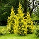 Саженцы Туи западной Голден Брабант (Thuja occidentalis Golden Brabant) Р9 - изображение 1