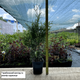 Саженцы Туи западной Голден Брабант (Thuja occidentalis Golden Brabant) Р9 - изображение 2