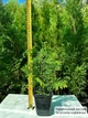 Саженцы Туи западной Голден Брабант (Thuja occidentalis Golden Brabant) Р9 - изображение 3
