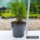 Саженцы Туи западной Даника&nbsp;(Thuja occidentalis Danica) 3-х летняя С1.5 - изображение 1