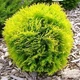 Саженцы Туи западной Даника Ауреа (Thuja occidentalis Danica Aurea) Р9 - изображение 1