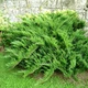Саженцы Можжевельника казацкого Рокери Джем (Juniperus sabina Rockery Gem) Р9 - изображение 4