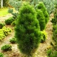 Саженцы Сосны черной Пирамидалис (Pinus nigra Pyramidalis) Р9 - изображение 4