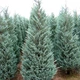 Саженцы Можжевельника скального Мунглоу (Juniperus scopulorum Moonglow) Р9 - изображение 1