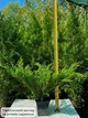 Саженцы Можжевельника горизонтального Андорра Компакт (Juniperus horizontalis Andorra Compact) Р9 - изображение 5