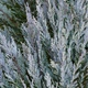 Саженцы Можжевельника скального Мунглоу (Juniperus scopulorum Moonglow) Р9 - изображение 3