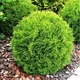 Саженцы Туи западной Тини Тим (Thuja occidentalis Tiny Tim) Р9 - изображение 1