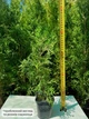 Саджанці Туї західної Колумна (Thuja occidentalis Columna) Р9 - зображення 3