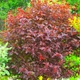 Саджанці Пухироплідника калинолистного Ред Барон (Physocarpus opulifolius Red Baron) Р9 - зображення 4