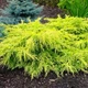 Саджанці Ялівцю середнього Голд Стар (Juniperus pfitzeriana Goldstar) Р9 - зображення 1