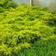 Саджанці Ялівцю середнього Голд Стар (Juniperus pfitzeriana Goldstar) Р9 - зображення 4