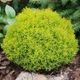 Саженцы Туи западной Анниек (Thuja occidentalis Anniek) Р9 - изображение 2