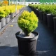 Саженцы Туи западной Анниек (Thuja occidentalis Anniek) Р9 - изображение 3