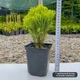Саженцы Туи западной Анниек (Thuja occidentalis Anniek) Р9 - изображение 4
