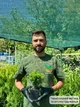 Саженцы Туи западной Анниек (Thuja occidentalis Anniek) Р9 - изображение 7