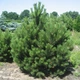 Саджанці Сосни Чорної (Австрійської) (Pinus Nigra Austriaca) Р9 - зображення 1