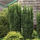Саженцы Тиса среднего Хикси (Taxus media Hicksii) Р9 - изображение 2