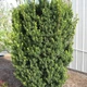 Саженцы Тиса среднего Хикси (Taxus media Hicksii) Р9 - изображение 3