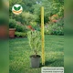 Саженцы Лаванда узколистная Блю Сенд Эрли (Lavandula angustifolia Blue Scent Early) Р9 - изображение 3
