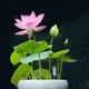 Семена цветов лотоса BowlLotus, разные цвета - розовые, белые, желтые, 5 упаковок по 10 штук - изображение 2