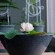 Семена цветов лотоса BowlLotus, разные цвета - розовые, белые, желтые, 5 упаковок по 10 штук - изображение 6