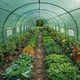 Теплиця садова 36 м² 12×3×2 м посилена 24 вікна армована плівка 140 г/м² UV-4 (29102) - изображение 2