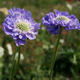 Семена Скабиоза кавказская 'Perfection Blue', Scabiosa caucasica 5 шт/уп - изображение 3