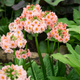 Семена Примула японская 'Appleblossom', Primula japonica 10 шт/уп - изображение 2