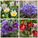 Семена Сон-трава "Multicolor", Pulsatilla vulgaris 20 шт/уп - изображение 1