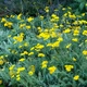 Семена Тысячелистник щитовидный, Achillea clypeolata 10 шт/уп - изображение 1