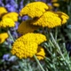 Семена Тысячелистник щитовидный, Achillea clypeolata 10 шт/уп - изображение 5