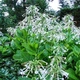 Насіння Тютюн лісовий, Nicotiana sylvestris 20 шт/уп - зображення 3
