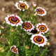 Семена Хризантема однолетняя 'Cockade', Chrysanthemum carinatum 10 шт/уп - изображение 3