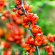 Насіння Хеномелес японський, Chaenomeles japonica 10 шт/уп - зображення 2