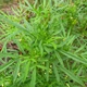 Семена Уакатай, Tagetes minuta 10 шт/уп - изображение 4