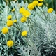 Семена Сантолина кипарисовидная, Santolina chamaecyparissus 10 шт/уп - изображение 2