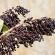 Насіння Сорго декоративне Чорний бурштин, Sorghum bicolor 20 шт/уп - зображення 6