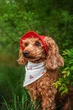 Панама для собак Hat-Dog Червона L - зображення 6