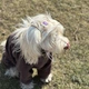 Панама для собак Hat-Dog Джинс XXL - изображение 5