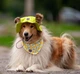 Панама для собак Hat-Dog Лаймова S - зображення 6